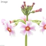 (ビオトープ/水辺植物)クリンソウ 花色おまかせ (1ポット分) 本州・四国限定[生体]
