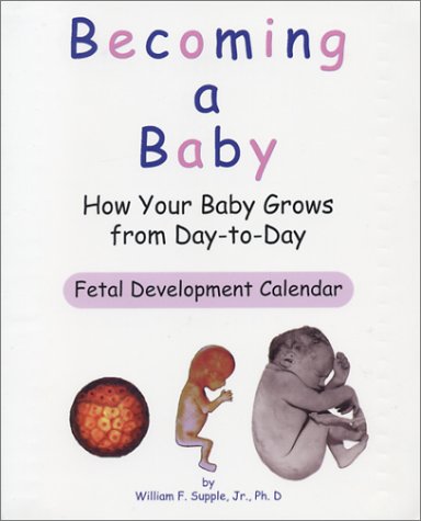 becoming a baby how your baby grows from day to day