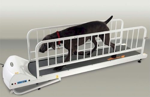 recumbent exercise bike-PetRun PR725 Dog Treadmill