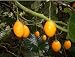 Baumtomate Gelb - Cyphomandra betacea yellow 5K