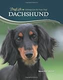 Dachshund