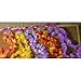 Fun Express 12 Hawaiian Ruffled Simulated Silk Flower Leis Novelty (1 Dozen)