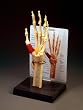 Hand and Wrist Model