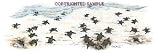 Sea Turtles - Drawing by Cindy Farmer