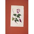 BOTANY FLOWER PLANT DOLICHOS LABLAB COLOR ANTIQUE PRINT