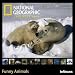 2010 "Natiional Geographic" Funny Animals Grid Calendar (English, German, French, Italian, Spanish and Dutch Edition)