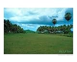 A Tropical Park Emerging Artists Photographic Poster Print by Quint Meza, 10x8