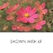 Hoya 52mm Multivision 6F Circular-Image Special Effects Glass Filter