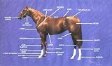 Conformation Evaluation (Uniquely Equine)
