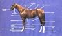 Conformation Evaluation (Uniquely Equine)