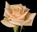 Ambiance Rose Bush - Almost Thornless/Disease Resistant