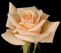 Ambiance Rose Bush - Almost Thornless/Disease Resistant