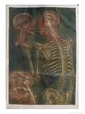 The Brain and the Spinal Chord, from "Exposition Anatomique De La Structure Du Corps Humain," 1759 Art Giclee Poster Print by Jacques Fabien Gautier d'Agoty, 9x12