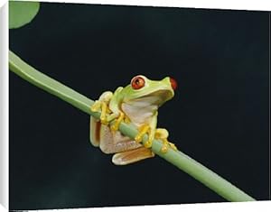 Red eyed tree frog (Agalythnis Callidryas) Canvas Prints
