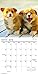 2016 Puppies Mini Calendar