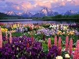 Exclusive Fragrant Wildflower & Flower Seed Mix