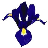 国華園　切花向き球根　ダッチアイリス　パープルジャケット　15球