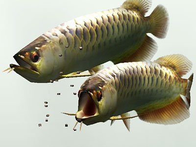 Cover image : 極めるシリーズ 熱帯楽園 淡水魚の世界