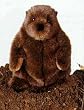 Groundhog Plush Animal, 11 Inches (Chuckwood From Douglas Cuddle Toys)