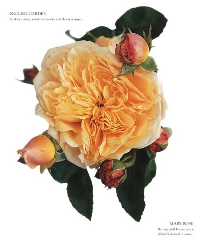 Roses for the Smaller Garden