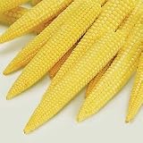 Corn Seeds - Corn Bonus Hybrid