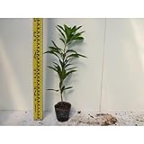 【20本セット】 ヤマモモ 樹高0.5m前後 10.5cmポット 山桃 やまもも 苗木 植木 苗 庭木 生け垣