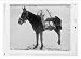 Newswire Photo (M): Pack mule of U.S. Army Signal Corps, used for carrying storage batteries for the field w