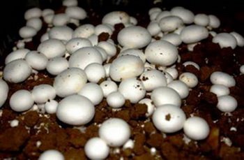 10 Grams, Approximately 500 inert carrier Seeds Coated with the Button Mushroom Spore (Agaricus Campestris) See Picture and Product Description