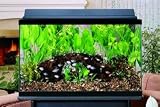United Pet Group Aquatic Bio-whiteeel Aquarium Kit 29 Gallon - PFK29B