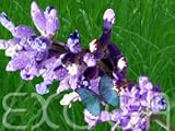 Eigenschaften Exoga  / Lavendel Lavendula angustifolia Samen