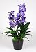 Artificial 27" Double Vanda Orchid