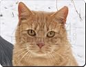 BEAUTIFUL GINGER CAT GIFTS Mouse Mat