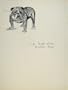 Large Obese Bull Dog Hound Animal Sketch C1938 Print