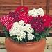 Verbena Sandy Mixed