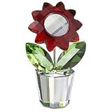 Aster - -