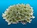 Natures Image No.122A Clove Polyp Small Rock Green 5.25 in x 3.75 in x 2.5 in Coral Reproduction