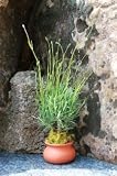 Live Lavender Plant in 4 Clay Washpot