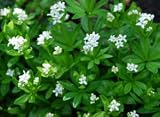 41ZYK2xgERL. SL160  Sweet Woodruff Galium oderatum 15 seeds Equisite Fragrance