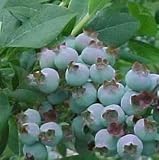 5X BLUEBERRY BLUE CROP BLUEBERRIES BUSH- 30-40cm -