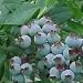 Kitchen & Housewares : 5X BLUEBERRY BLUE CROP BLUEBERRIES BUSH- 30-40cm -