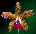 Precious Stones x Leopold Cattleya Orchid Plant