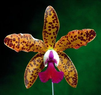 Precious Stones x Leopold Cattleya Orchid Plant