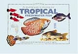 An Essential Guide to Choosing Your Tropical Freshwater Fish (Tankmaster)