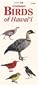 Common Birds of Hawaii (Hawaii Pocket Guides)