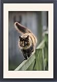 IMAGE OF Framed Prints of FARM CAT - Walks on wooden fence from Ardea Wildlife Pets
