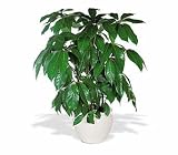 Teleflora's Schefflera