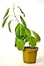 9GreenBox - Golden Brazilian Jasmine - 4'' Pot