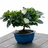 Gardenia Bonsai- Green Gift that Ships Via 2-Day Air!