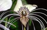 White Bat Plant 8 Seeds/Seed - Tacca nivea - SALE* - FREE SHIPPING ON ADDITIONAL HIRTS SEEDS ORDERED & PAID WITH ONE PAYMENT!