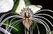 White Bat Plant 8 Seeds/Seed - Tacca nivea - SALE* Image